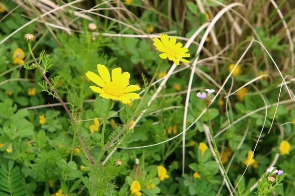 Frühlingspflanzen Und Blumen Norden Des Bundesstaates Israel — Stockfoto