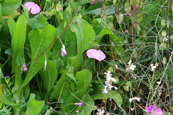 Spring Plants Flowers North State Israel — Stock Photo, Image