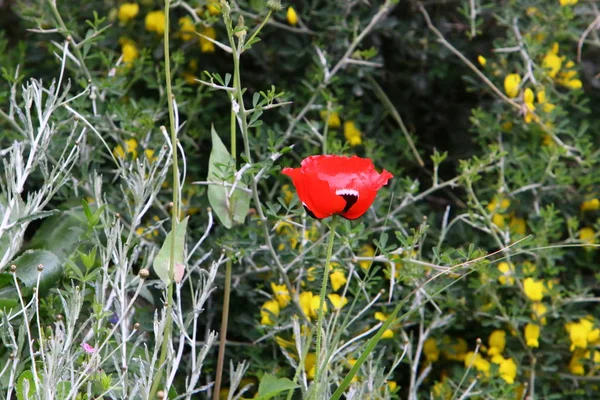 Fjäder Växter Och Blommor Norra Delen Staten Israel — Stockfoto