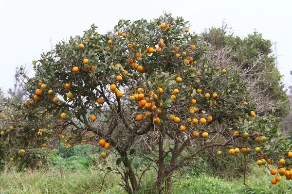 イスラエルの州北部の春の植物と花 — ストック写真