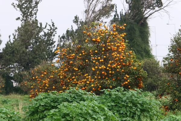 Весенние Растения Цветы Севере Израиля — стоковое фото