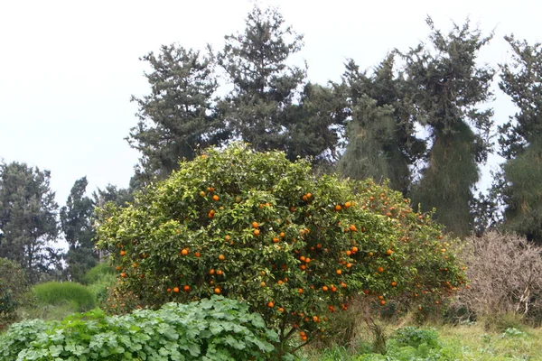 Piante Primaverili Fiori Nel Nord Dello Stato Israele — Foto Stock