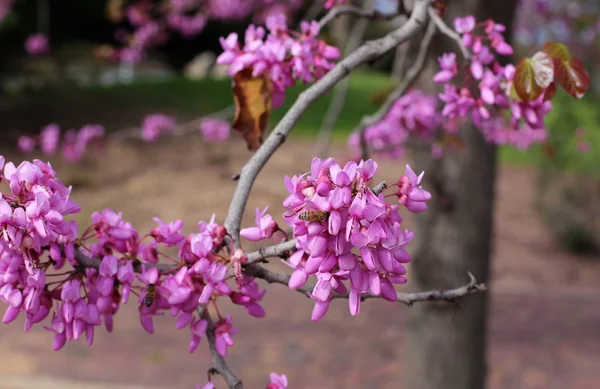 Frühlingspflanzen Und Blumen Norden Des Bundesstaates Israel — Stockfoto