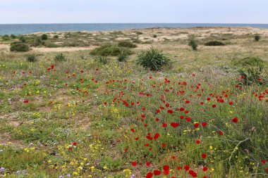 Israil eyaletinin kuzeyinde Akdeniz kıyısı 