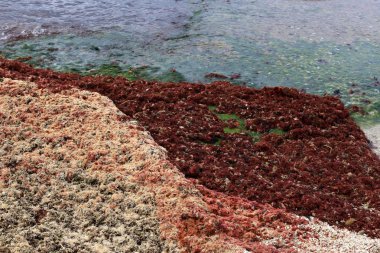 Israil eyaletinin kuzeyinde Akdeniz kıyısı 