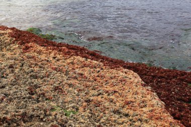 Israil eyaletinin kuzeyinde Akdeniz kıyısı 
