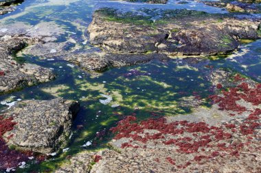 Israil eyaletinin kuzeyinde Akdeniz kıyısı 