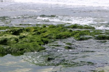Israil eyaletinin kuzeyinde Akdeniz kıyısı 