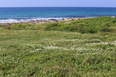 Israil eyaletinin kuzeyinde Akdeniz kıyısı 