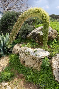 bir şehirde park Kuzey İsrail'büyük ve dikenli kaktüs büyüdü. 