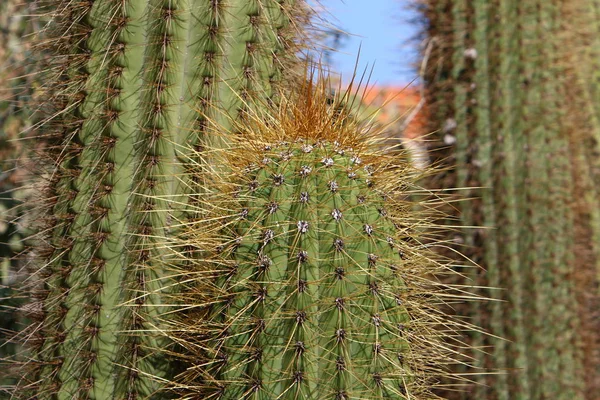 Mieście Parku Północnym Izraelu Rosły Duże Kolczaste Kaktus — Zdjęcie stockowe