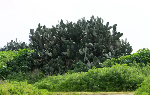 Parque Ciudad Norte Israel Creció Cactus Grande Espinoso —  Fotos de Stock