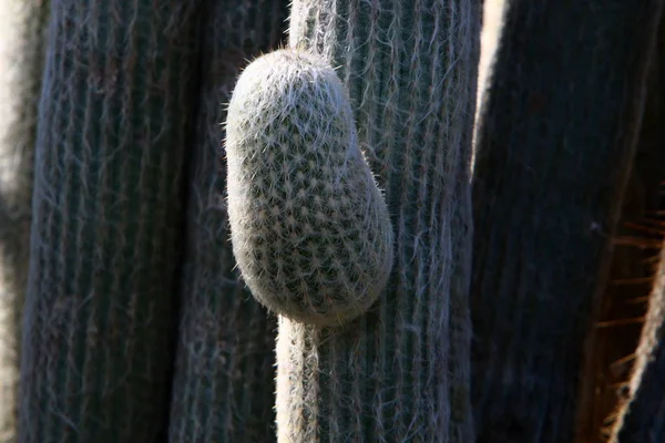 Een Stad Groeide Park Noord Israël Een Grote Doornige Cactus — Stockfoto