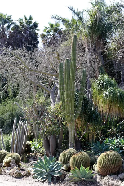 Dans Parc Ville Dans Nord Israël Grandi Gros Cactus Épineux — Photo