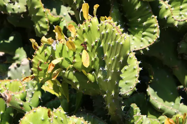 Parque Ciudad Norte Israel Creció Cactus Grande Espinoso —  Fotos de Stock