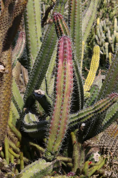 Parque Ciudad Norte Israel Creció Cactus Grande Espinoso — Foto de Stock