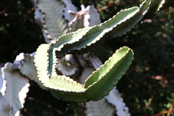 Parque Ciudad Norte Israel Creció Cactus Grande Espinoso — Foto de Stock