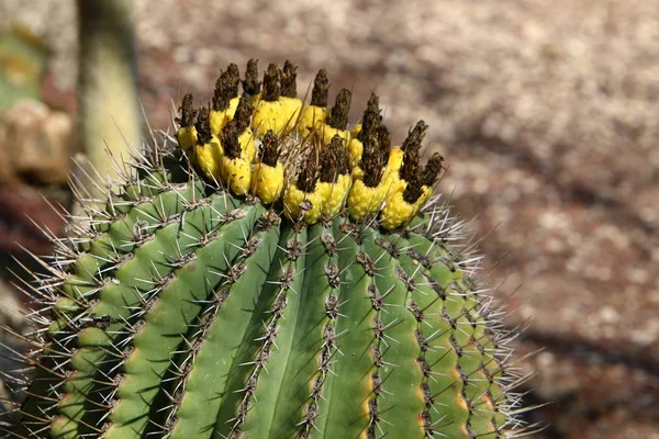 Parque Ciudad Norte Israel Creció Cactus Grande Espinoso —  Fotos de Stock