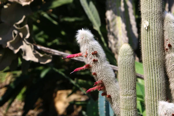 Dans Parc Ville Dans Nord Israël Grandi Gros Cactus Épineux — Photo