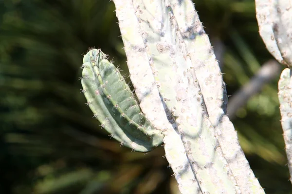 Dans Parc Ville Dans Nord Israël Grandi Gros Cactus Épineux — Photo