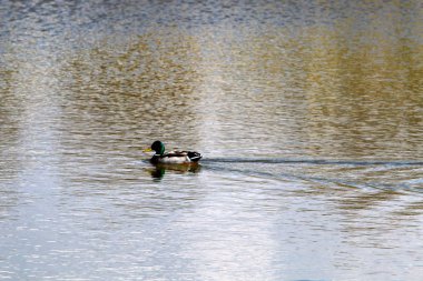 kuşlar Kuzey İsrail'Akdeniz kıyısında 