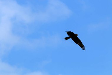 kuşlar Kuzey İsrail'Akdeniz kıyısında 