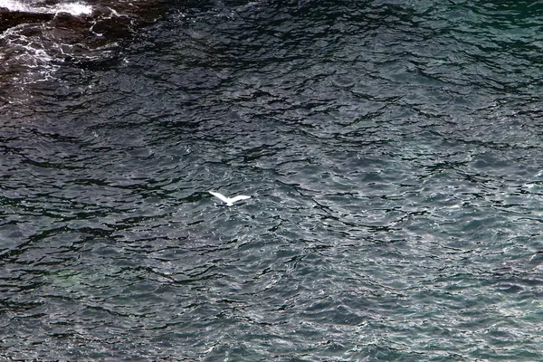 Birds Shores Mediterranean Northern Israel — Stock Photo, Image