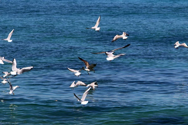 Kuşlar Kuzey Srail Akdeniz Kıyısında — Stok fotoğraf