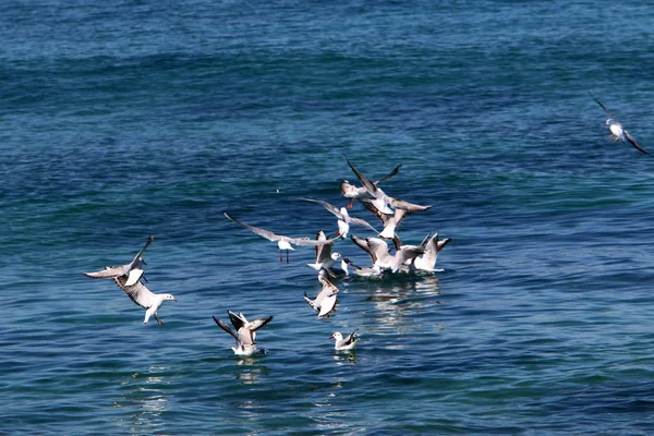 イスラエル北部の地中海のほとりに鳥 — ストック写真