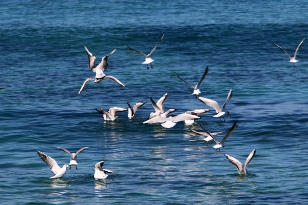 Uccelli Sulle Rive Del Mediterraneo Nel Nord Israele — Foto Stock