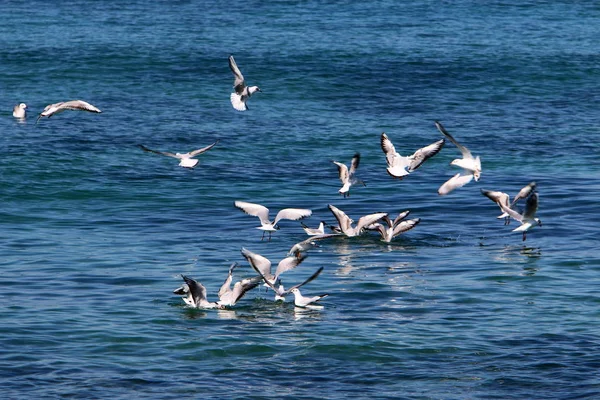 Oiseaux Sur Les Rives Méditerranée Dans Nord Israël — Photo