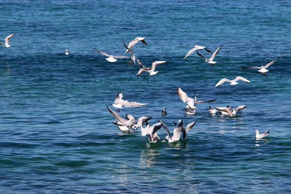 Aves Las Orillas Del Mediterráneo Norte Israel — Foto de Stock