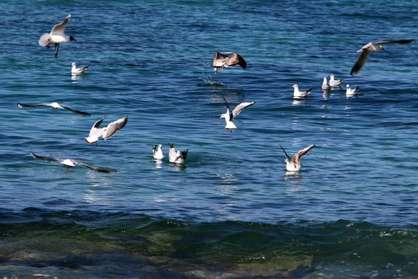 Uccelli Sulle Rive Del Mediterraneo Nel Nord Israele — Foto Stock