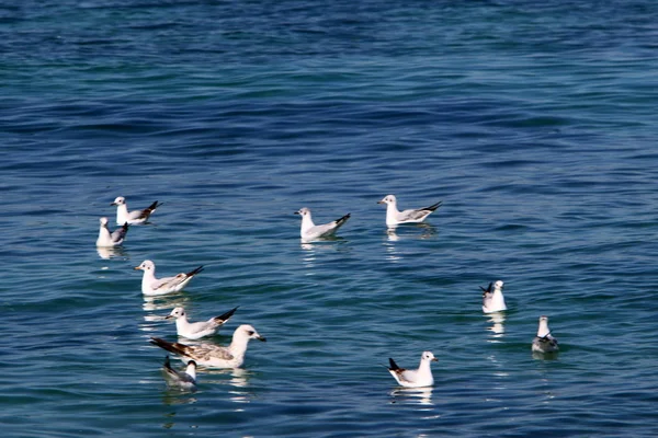 Birds Shores Mediterranean Northern Israel — Stock Photo, Image