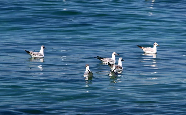 Uccelli Sulle Rive Del Mediterraneo Nel Nord Israele — Foto Stock