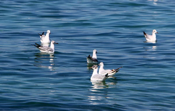 birds on the shores of the Mediterranean in northern Israel