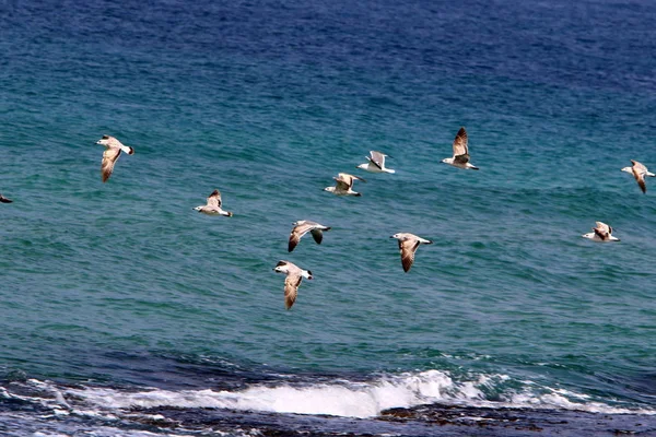 Aves Las Orillas Del Mediterráneo Norte Israel — Foto de Stock