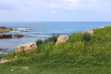 taşlar ve kabukları Kuzey İsrail'Akdeniz kıyısında 