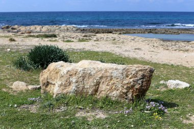 taşlar ve kabukları Kuzey İsrail'Akdeniz kıyısında 