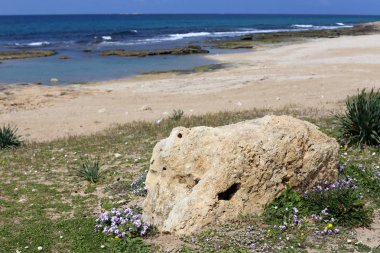taşlar ve kabukları Kuzey İsrail'Akdeniz kıyısında 