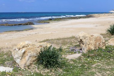 taşlar ve kabukları Kuzey İsrail'Akdeniz kıyısında 