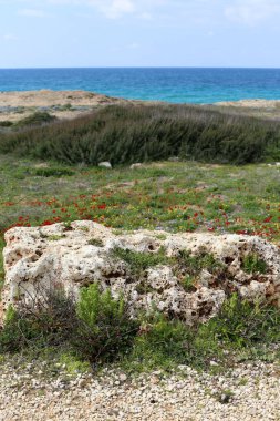 taşlar ve kabukları Kuzey İsrail'Akdeniz kıyısında 