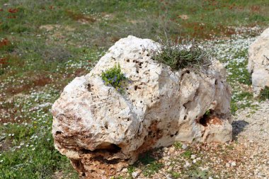 taşlar ve kabukları Kuzey İsrail'Akdeniz kıyısında 