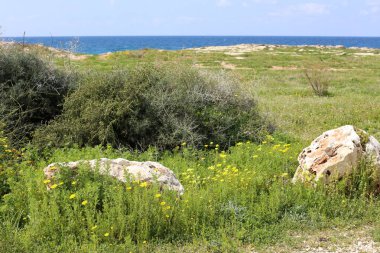 taşlar ve kabukları Kuzey İsrail'Akdeniz kıyısında 