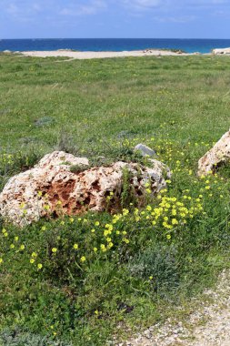 taşlar ve kabukları Kuzey İsrail'Akdeniz kıyısında 