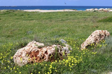 taşlar ve kabukları Kuzey İsrail'Akdeniz kıyısında 