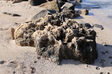taşlar ve kabukları Kuzey İsrail'Akdeniz kıyısında 