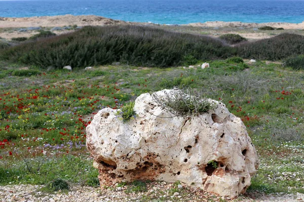 Stenar Och Snäckor Stranden Medelhavet Norra Israel — Stockfoto