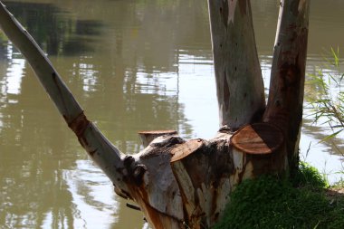 doku ve ahşap ve kabuk yapısı 