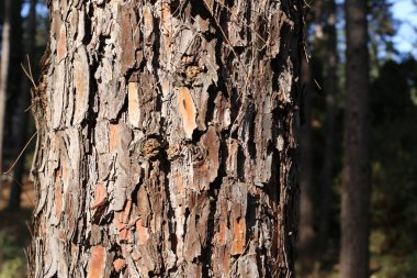 doku ve ahşap ve kabuk yapısı 